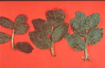 لکه شکلاتی باقلا